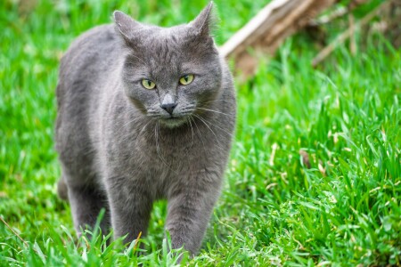 Кот мартовский