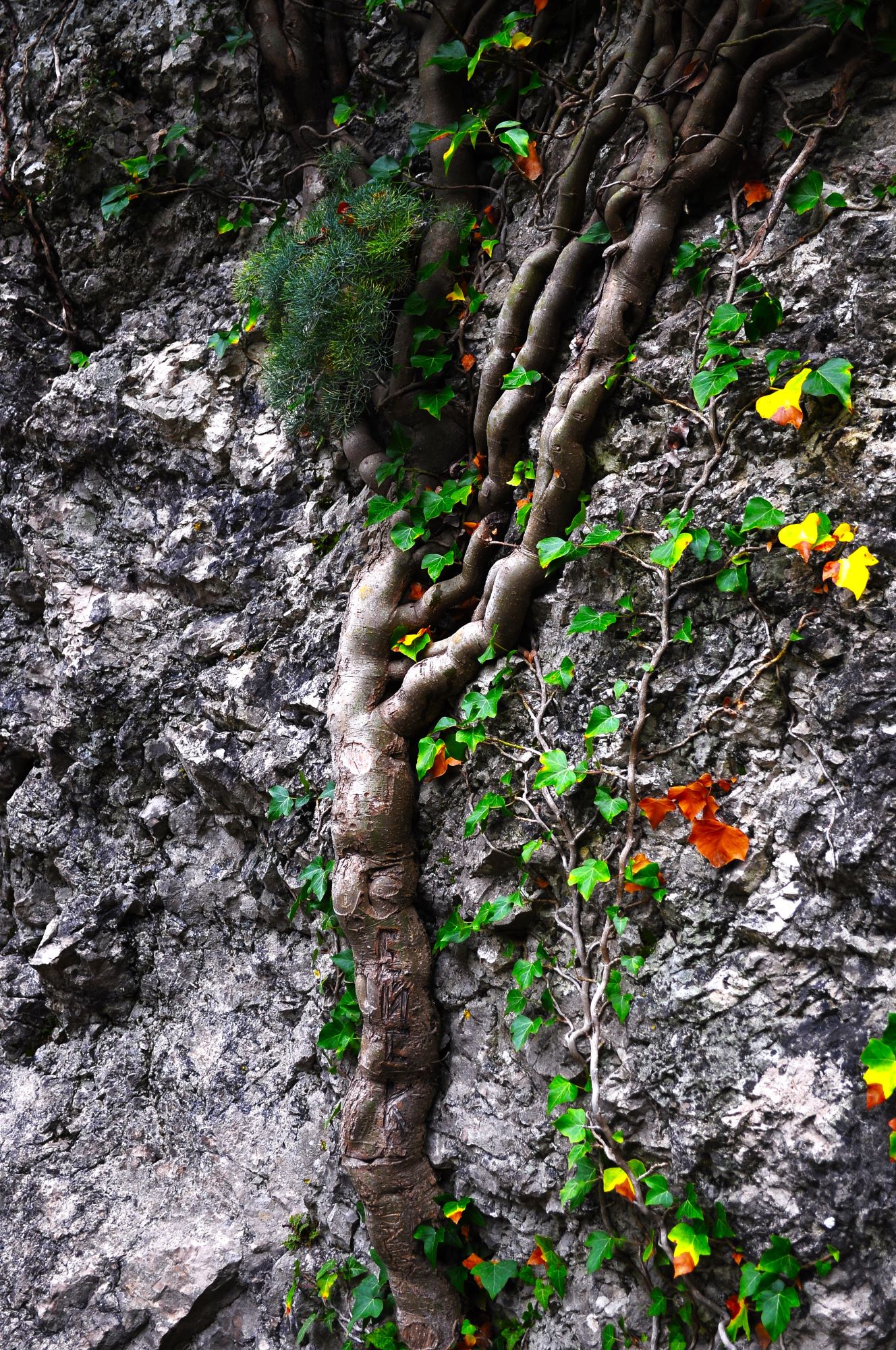 «Цепляемся за жизнь.» раздел «Цветы. Флора. Грибы». «»