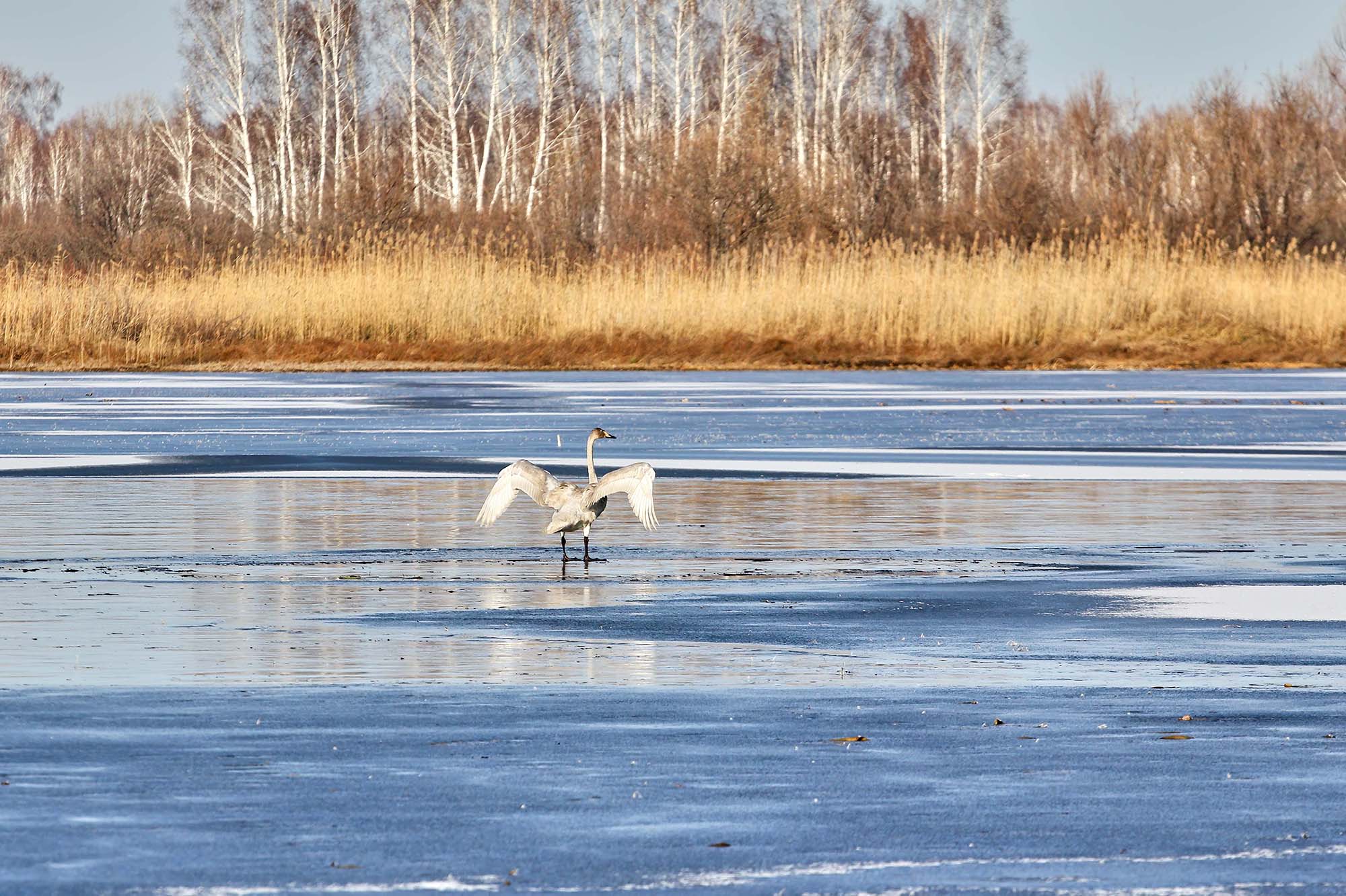 «Солнечные ванны» раздел «». «»