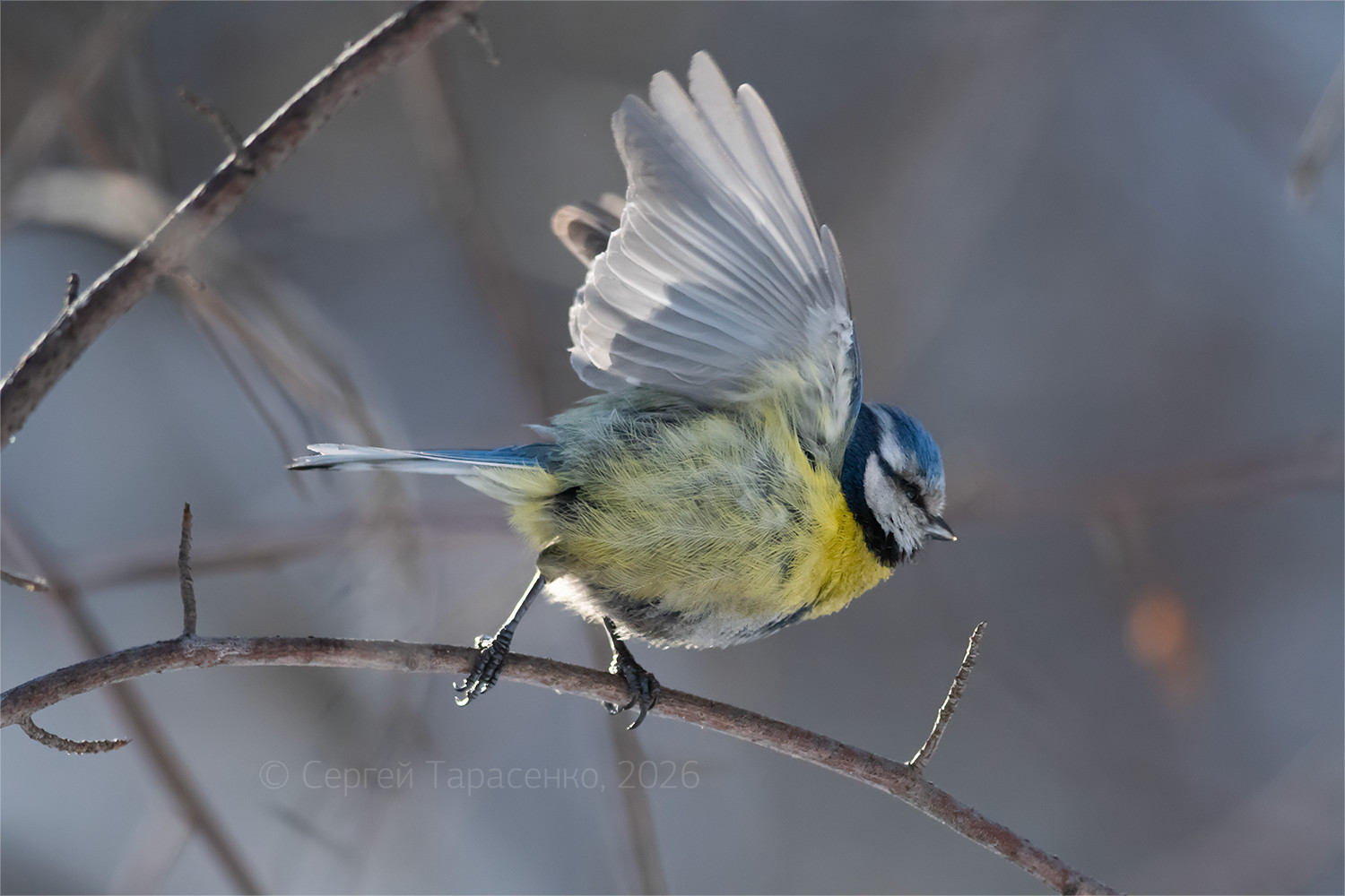 «*» раздел «ФотоОхота». «Лазоревка (Cyanistes caeruleus). Февраль, 13:10. (раскрывается)»