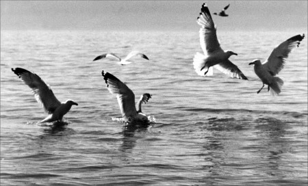 «Утро на море...» раздел «ФотоОхота». «»