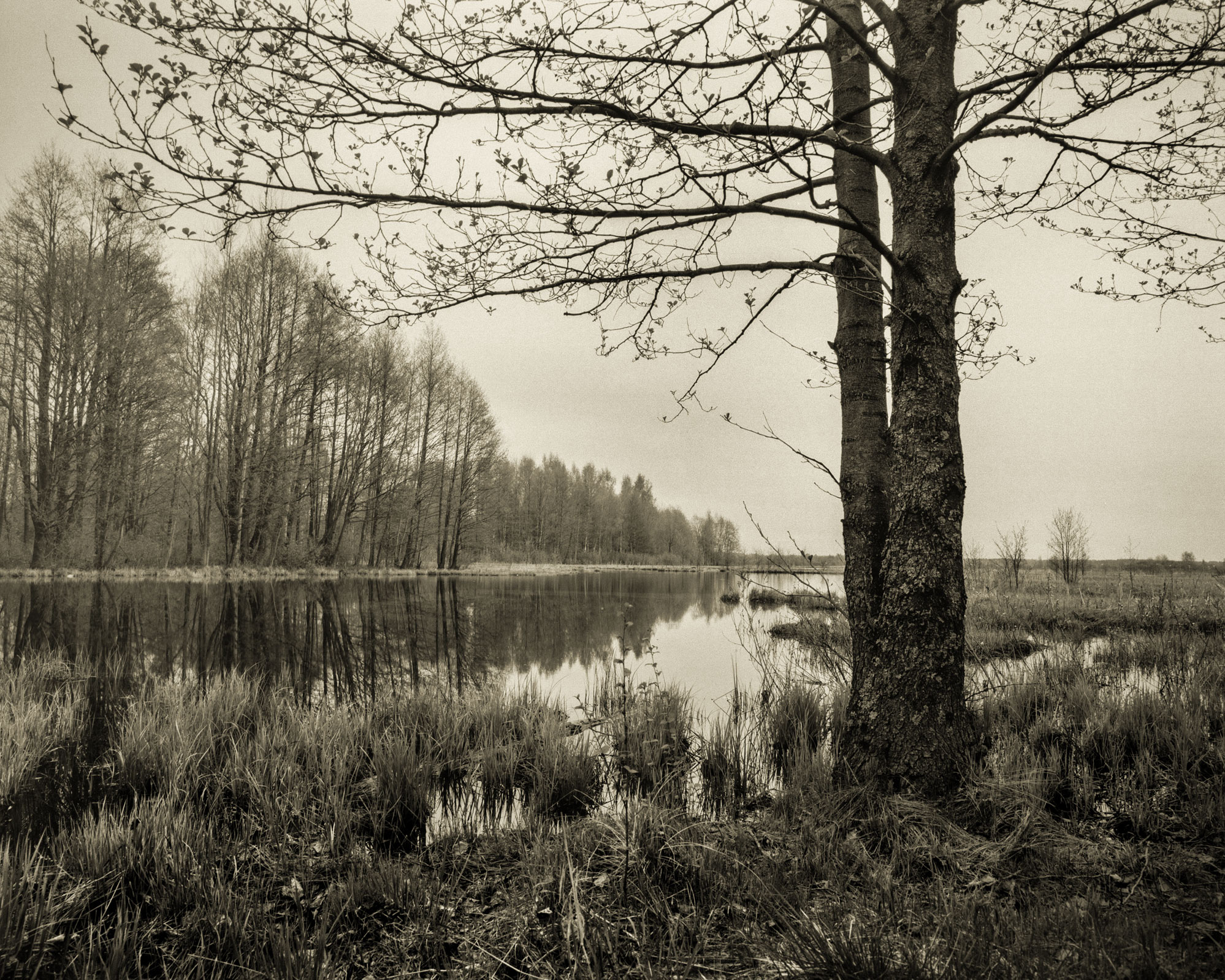 Дерево. Вода. Тишина.. раздел Природный пейзаж. IMG_0876Pentax 67SMC Pentax 4/55Kodak T-Max 100- - -Дерево знает:вода - это время,а тишина - ответ.