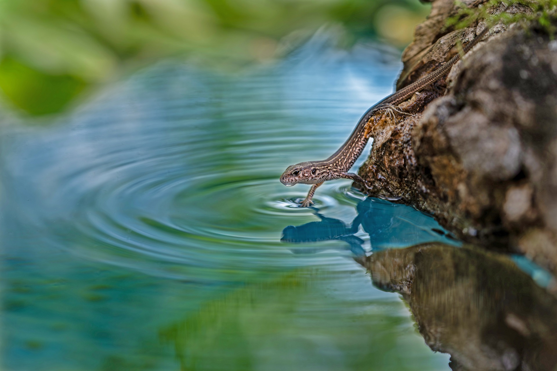 Водяной дракон