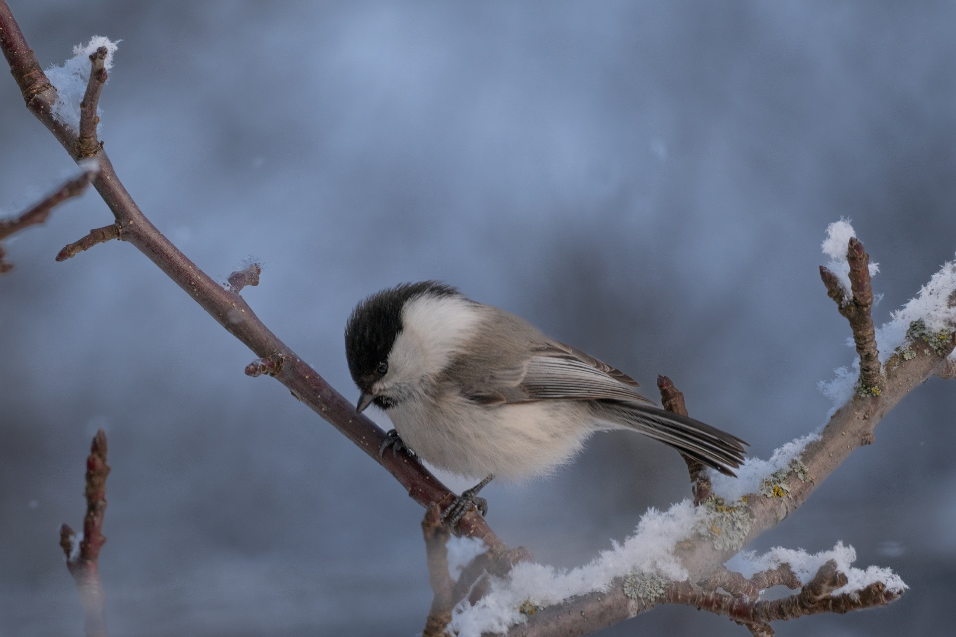 «Зима» раздел «». «sony a6300, sigma 100-400»