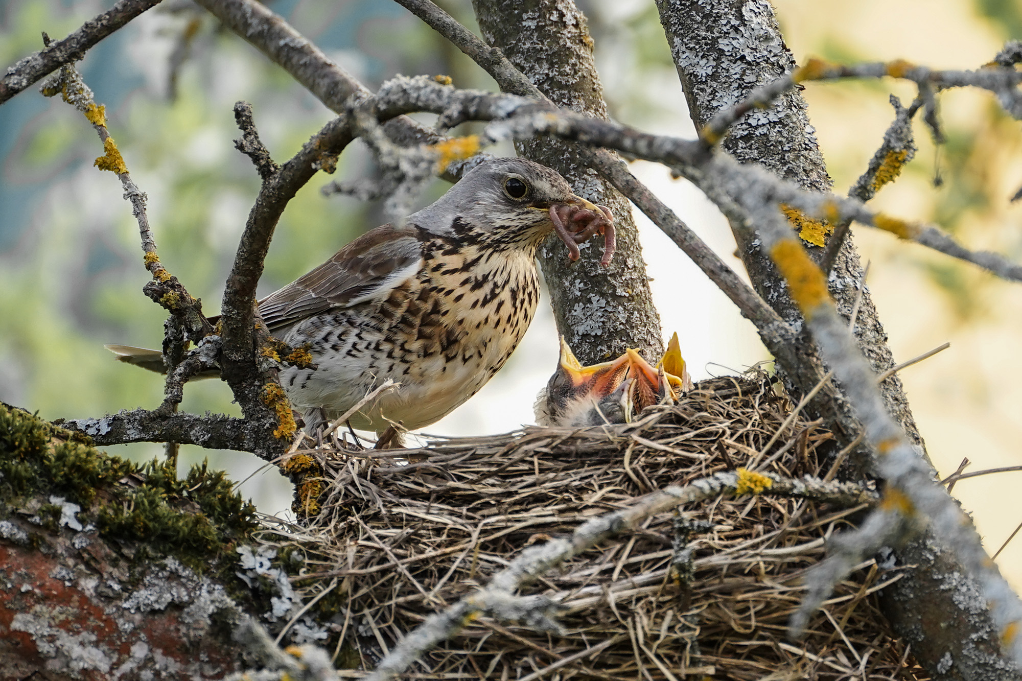 «Очень кушать хочется...» раздел «ФотоОхота». «Дрозд-рябинник (Turdus pilaris) — распространенная в России шумная перелетная или кочующая птица семейства дроздовых (длина ~25-28 см). Отличается трехцветной окраской (серая голова, каштановая спина, светлое брюшко). Гнездится колониями в лесах и парках, питается червями и ягодами, живет в природе недолго, в неволе — до 17 лет.»
