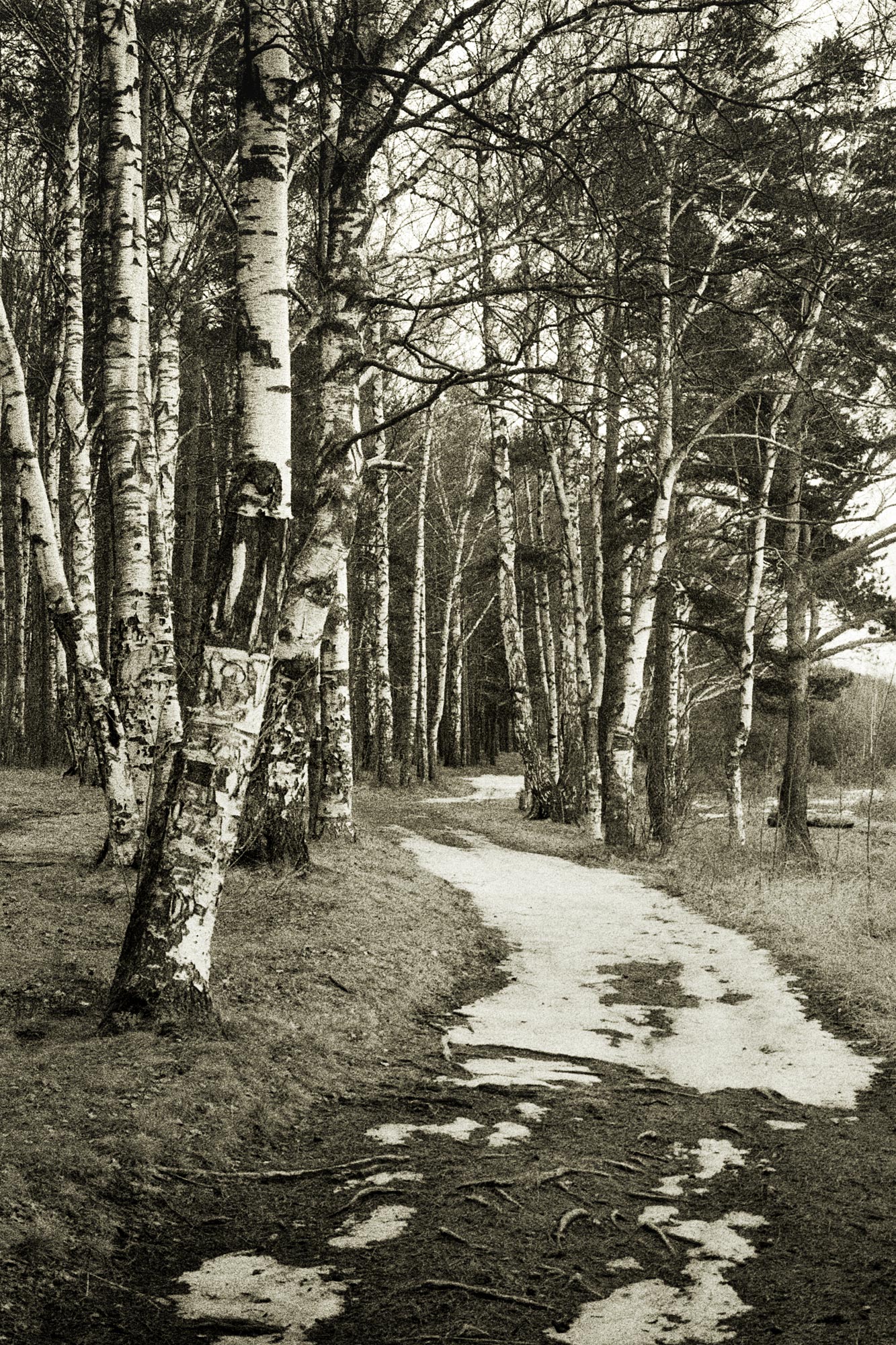 «Последний снег на дороге» раздел «Природный пейзаж». «lIMG_5180Nikon FM2AI Nikkor Lens кажется Micro-Nikkor 2.8/55Kodak T-Max P3200»