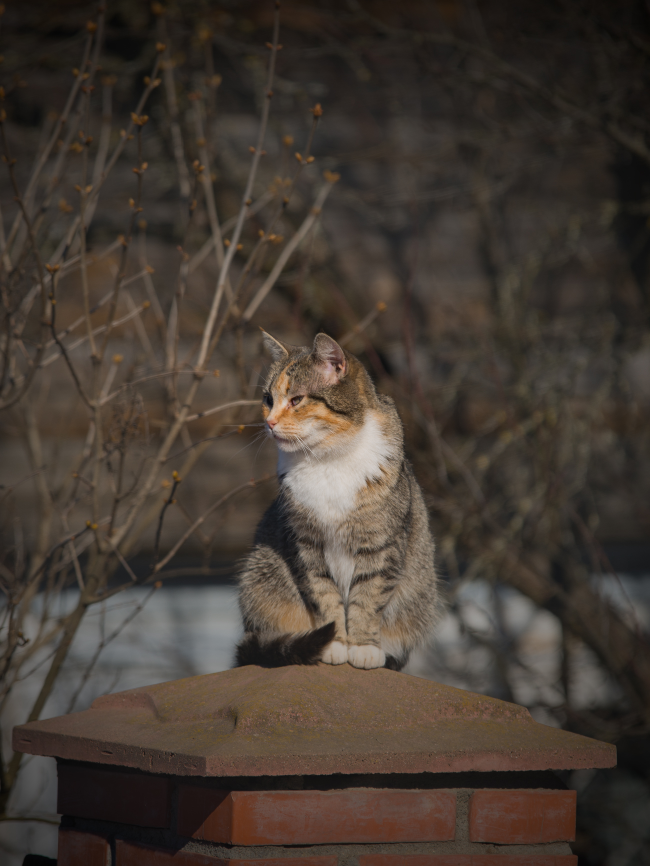 Котейка из Можайска