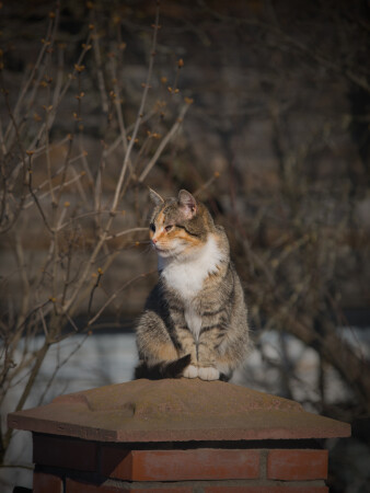 Котейка из Можайска