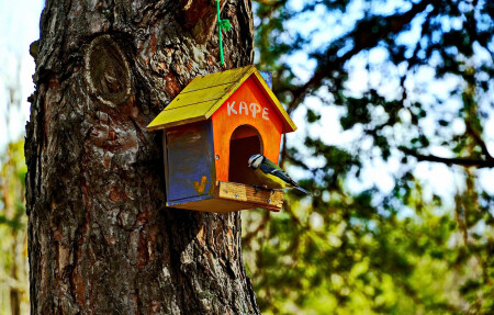 Какое меню сегодня?