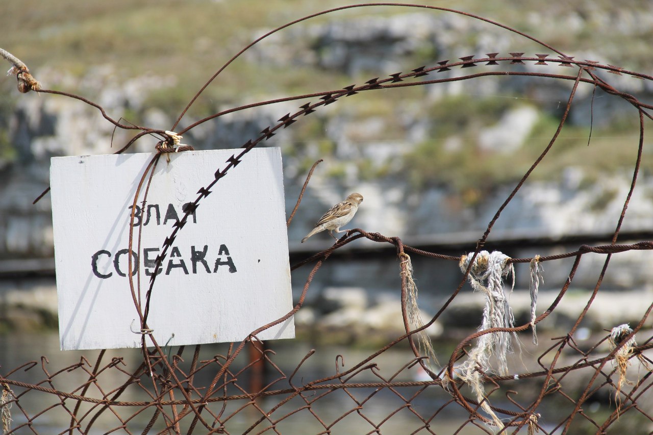 «Злая собака» раздел «Животные, Путешествия. Туризм». «»