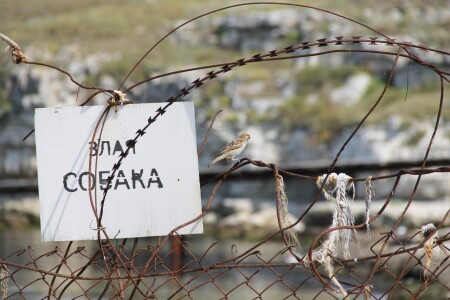 Злая собака