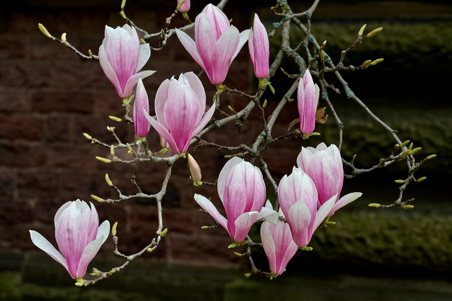 «Магнолия Суланжа "Magnolia soulangiana"» раздел «Цветы. Флора. Грибы». «Магнолия Суланжа или Тюльпановидная Магнолия, что так же верно»