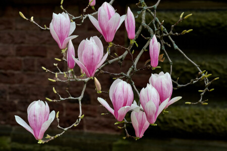 Магнолия Суланжа "Magnolia soulangiana"