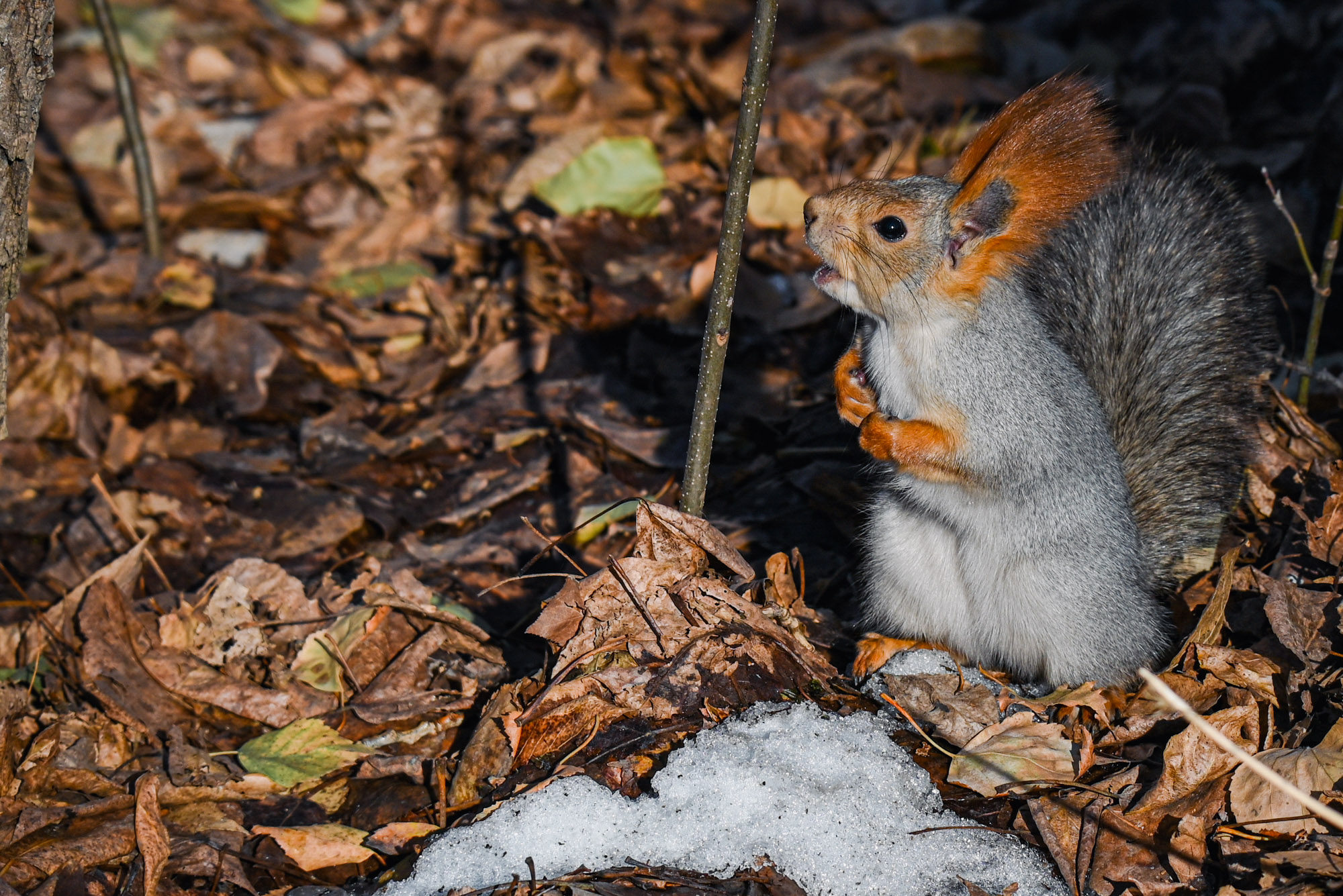 «Sciurus» раздел «ФотоОхота, Животные». «»