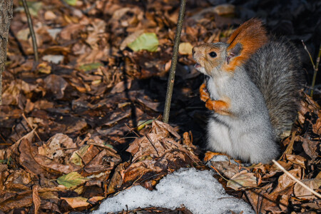Sciurus