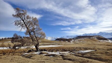 старая лиственница