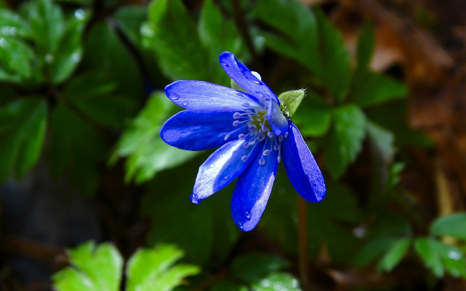 «Цветы» раздел «Цветы. Флора. Грибы». «Печёночница под дождём. Смоленская область, Катынский лес, 08.04.2026»