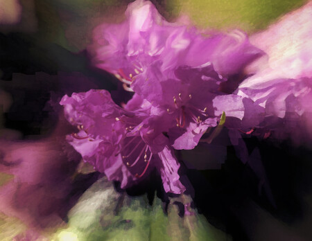 rhododendron