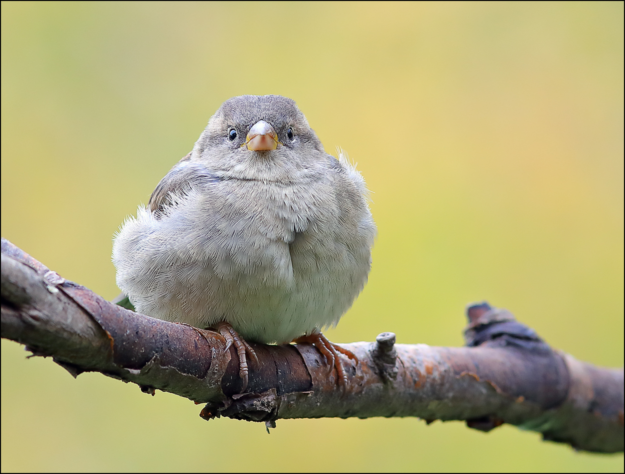 «Меховой шарик» раздел «ФотоОхота». «Домовый воробей (лат. Passer domesticus) в октябре. К зиме подготовился неплохо.»