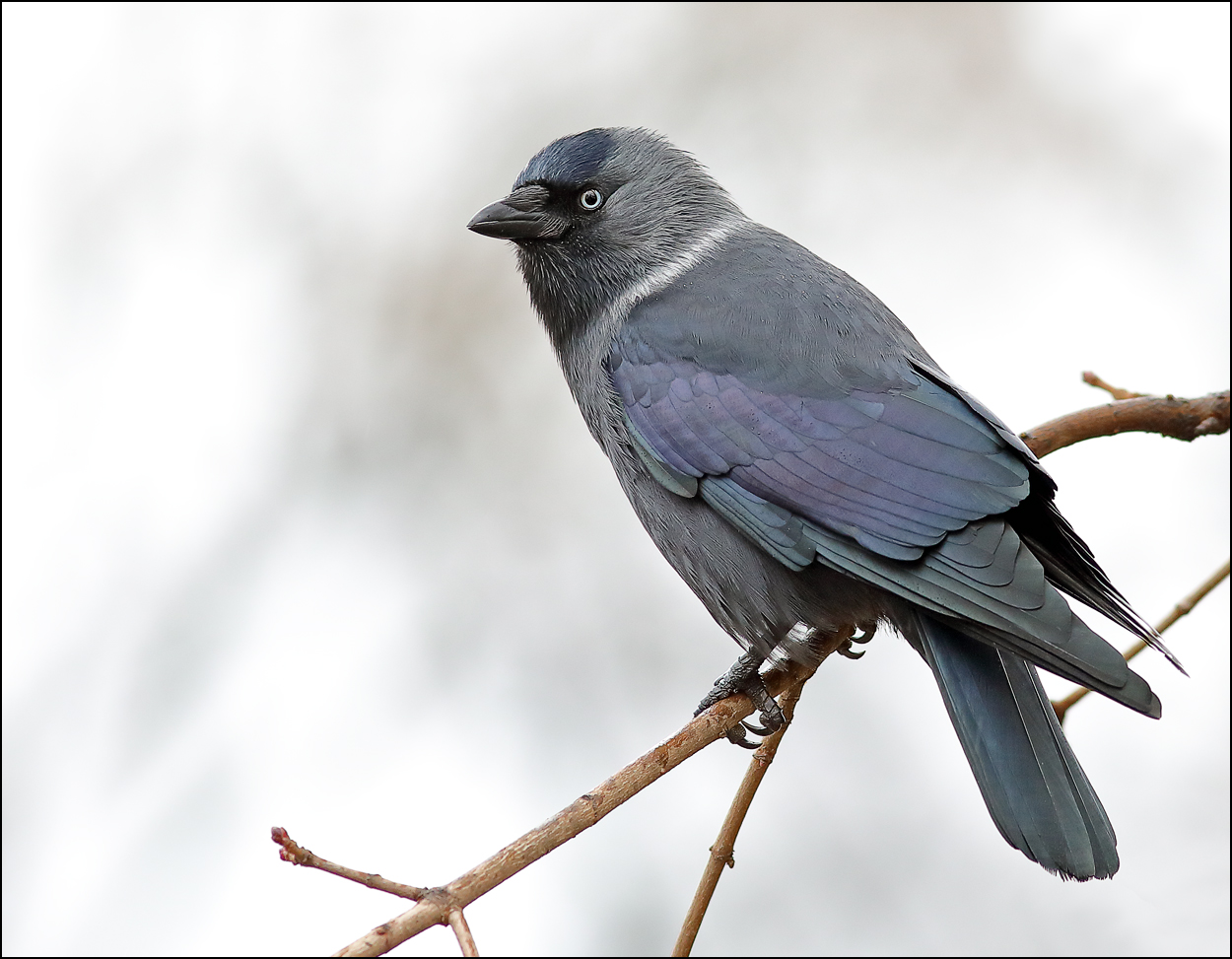 «Темно, и сыро, и уныло» раздел «ФотоОхота». «Галка (лат. Coloeus monedula или Corvus monedula) в мрачную осеннюю пору.»