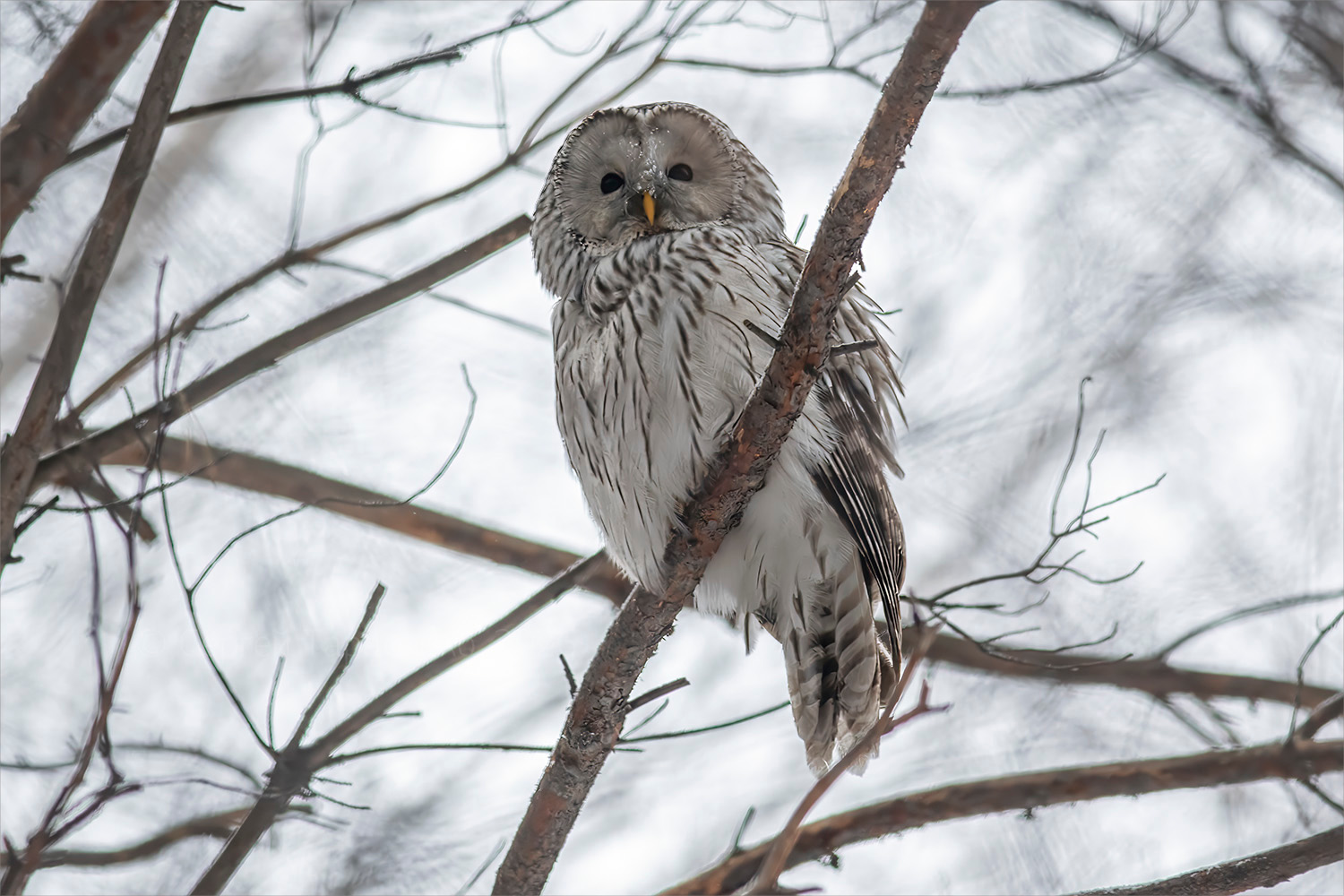 «*» раздел «ФотоОхота». «Длиннохвостая неясыть (Strix uralensis), декабрь, 10:03»