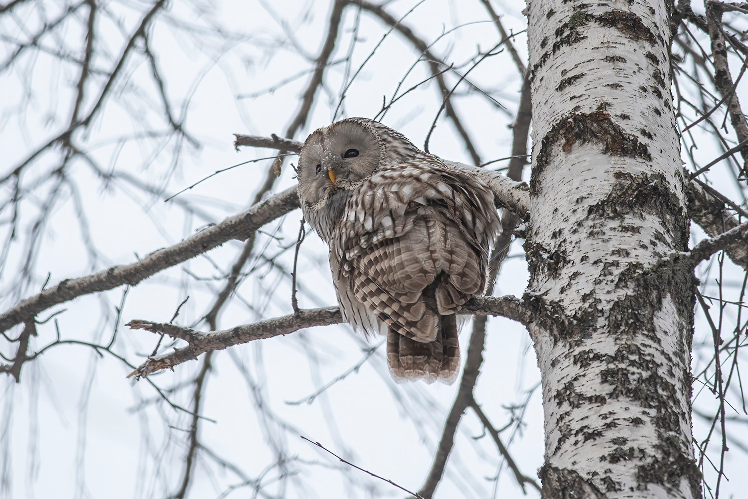 «*» раздел «ФотоОхота». «Длиннохвостая неясыть (Strix uralensis), декабрь, 10:00»