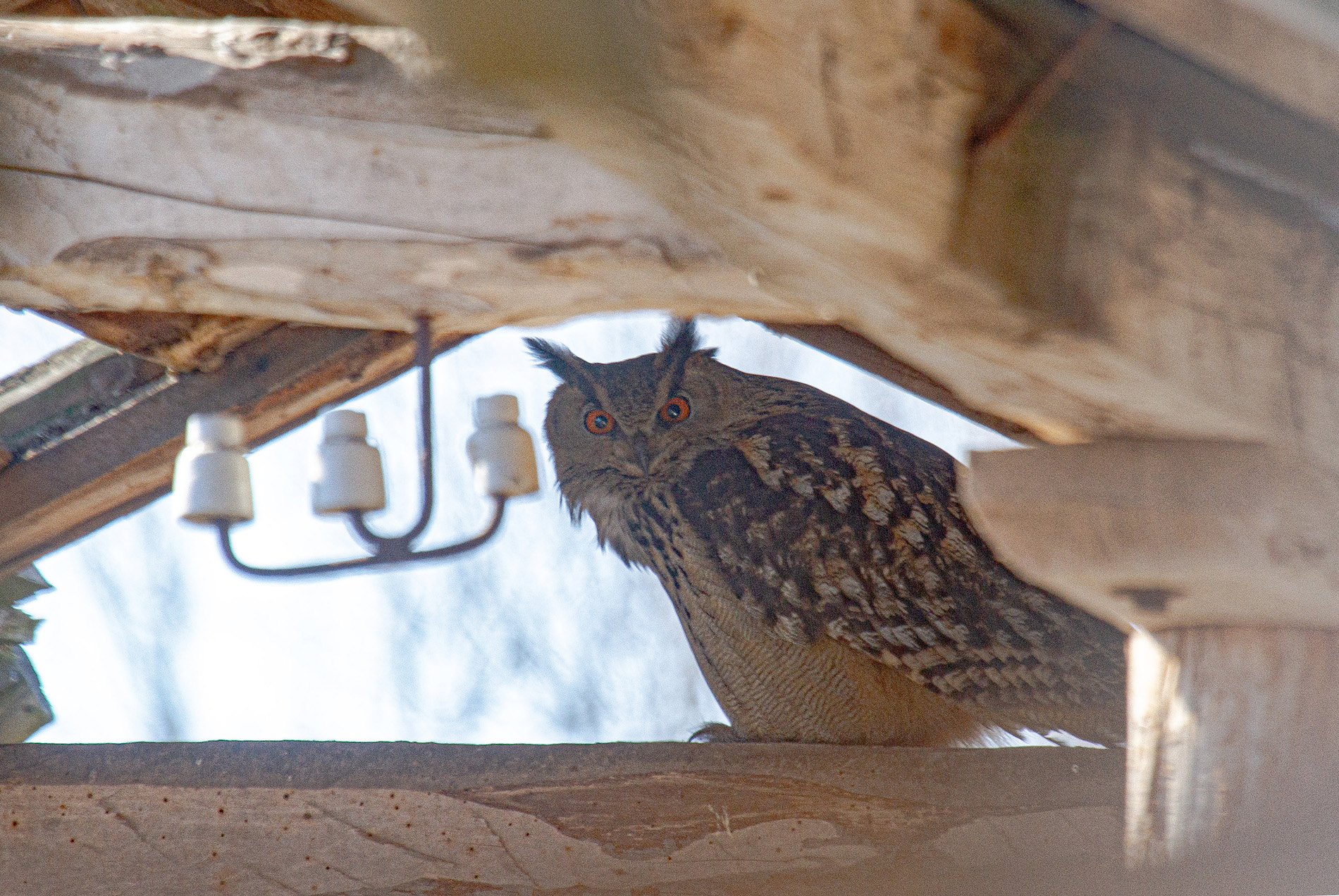 «В своем доме» раздел «ФотоОхота». «Филин (Bubo bubo), самец. Снимок сделан в Полесском государственном радиационно-экологическом заповеднике. Беларусь.»