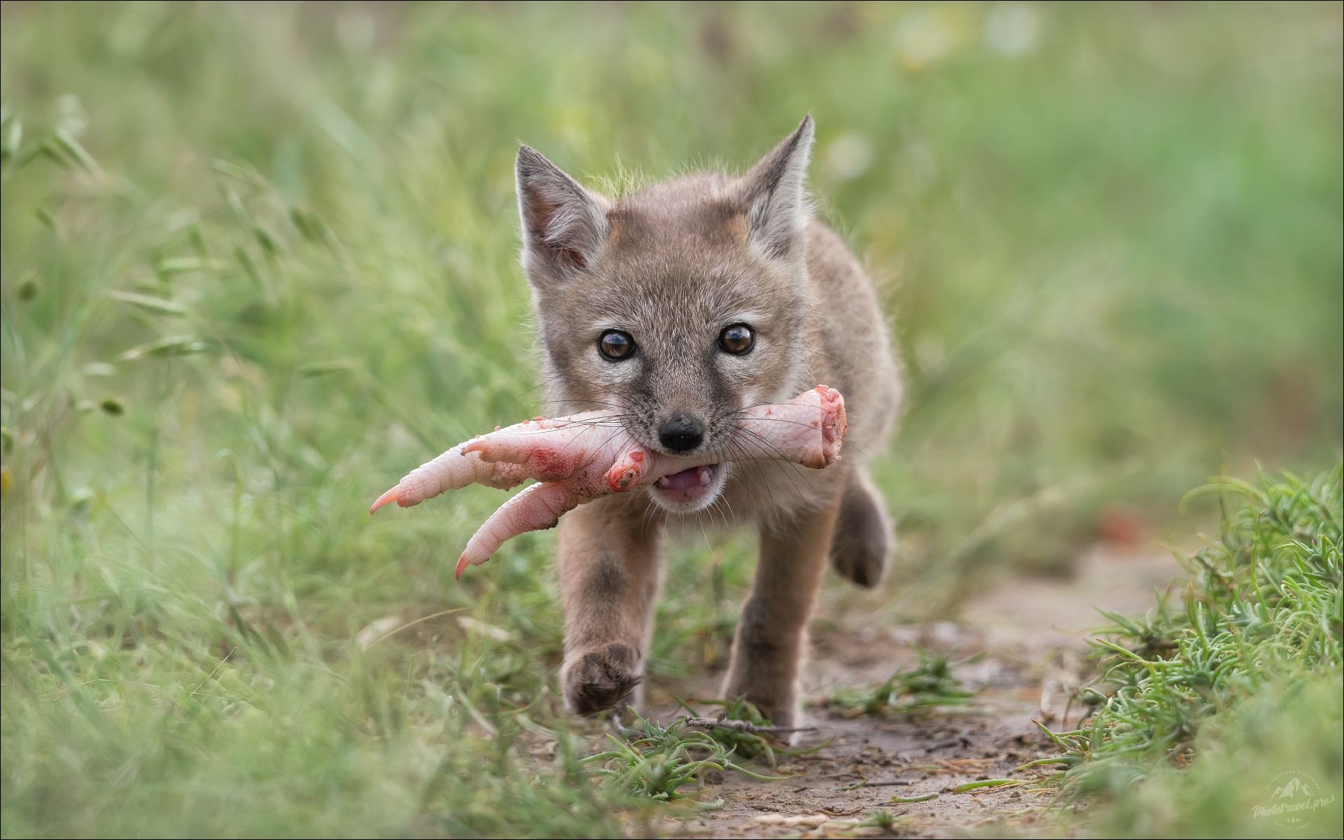 «ЛЮДОЕД» раздел «ФотоОхота». «Корсачонок ( корсак, степная лисица,Vulpes corsac )Окрестности Маныча, май 2025г.© PHOTOTRAVEL.PRO»