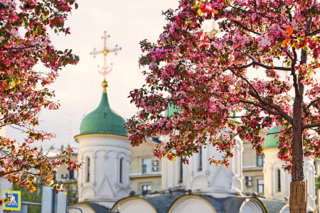 Московское цветение.