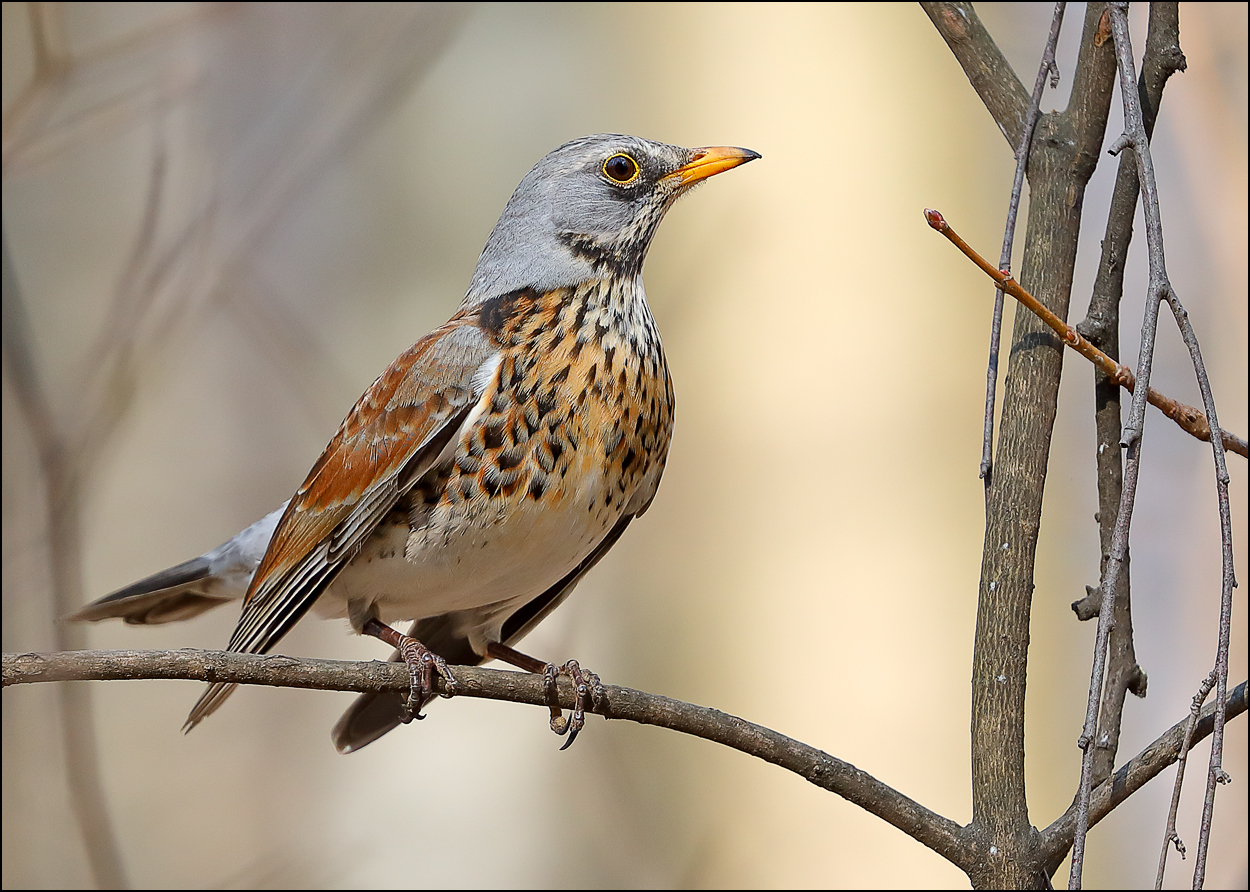 «Гордая птица» раздел «ФотоОхота». «Дрозд-рябинник (лат. Turdus pilaris) в гордой позе.»