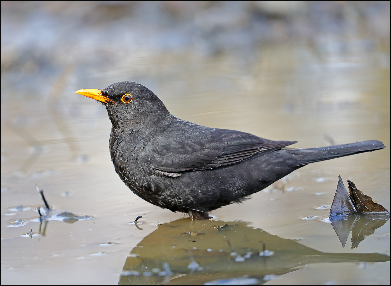 «Водные процедуры» раздел «ФотоОхота». «Чёрный дрозд (лат. Turdus merula) купается в луже.»