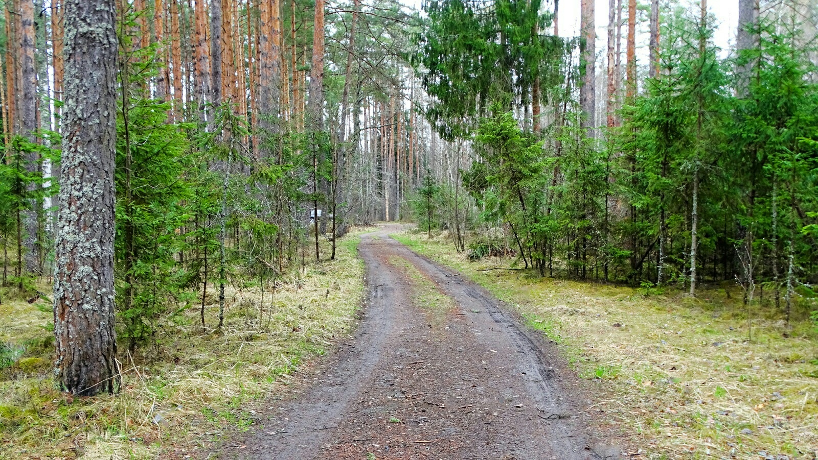 «Природа Смоленщины» раздел «Природный пейзаж». «Смоленская область, Катынский лес, 19.04.2026»