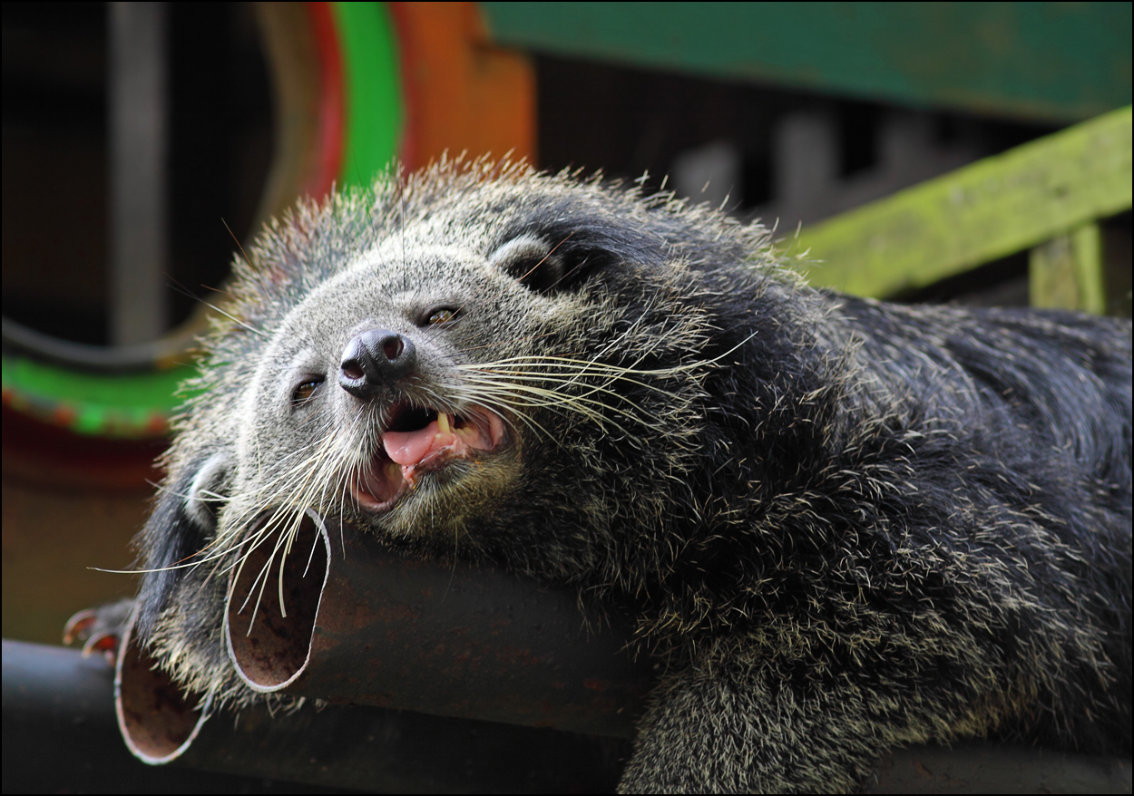 «Трубы пересохли...» раздел «Животные». «На фото Битуронг (лат. Arctictis binturong), так называемый кошкомедведь, в зоопарке «Кхао Кхео» (Khao Kheow), Таиланд. И нет, битуронг не подыхает и вообще не страдает, это довольно обычная поза, в которой животное отдыхает.»