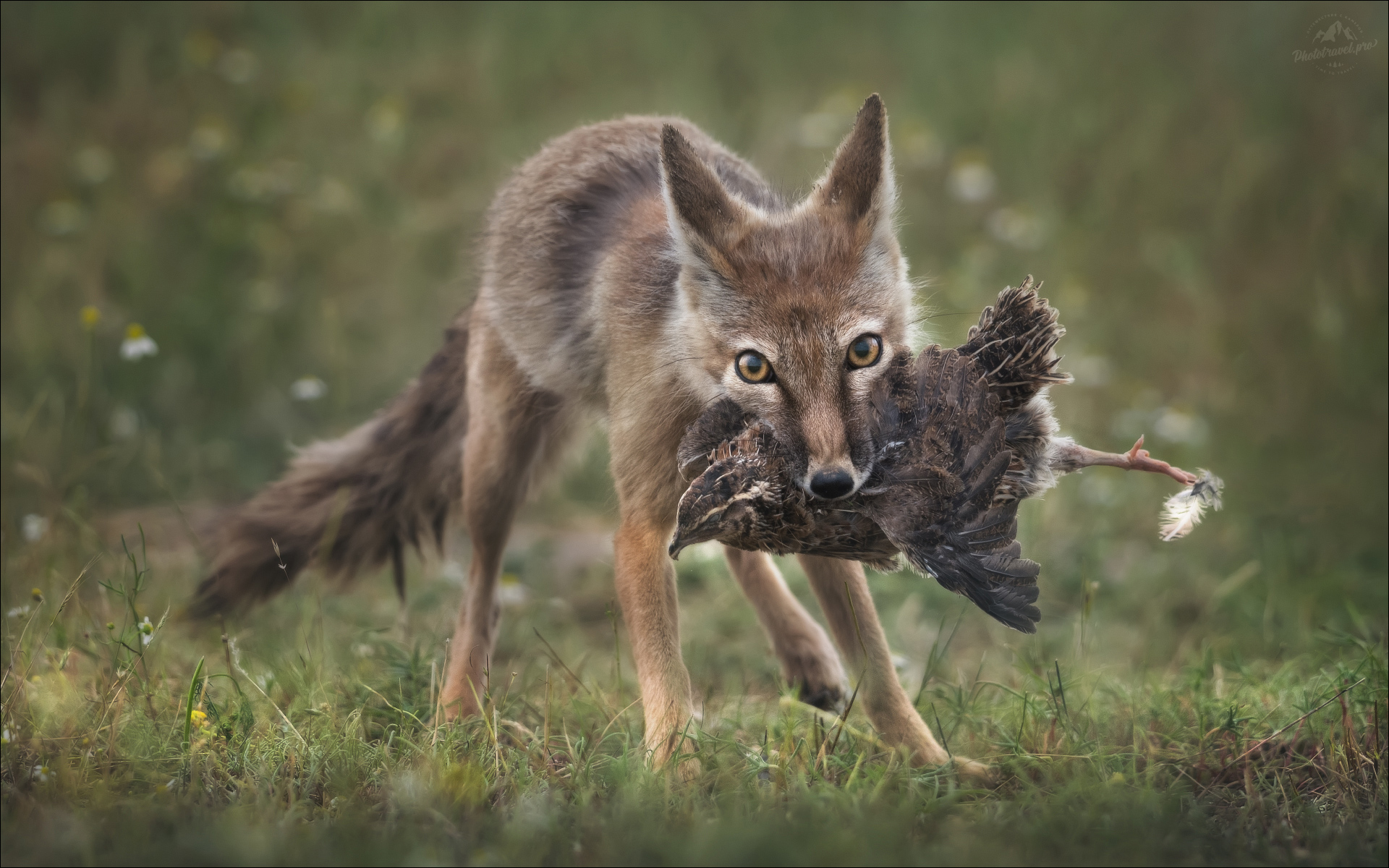 «Кража со взломом» раздел «». «Корсак, степная лисица ( Vulpes corsac ).Окрестности Маныча, май 2025г.© PHOTOTRAVEL.PRO»