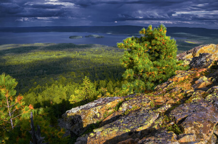 Кедр.