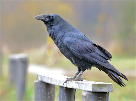 Nevermore