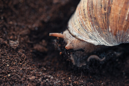 snail