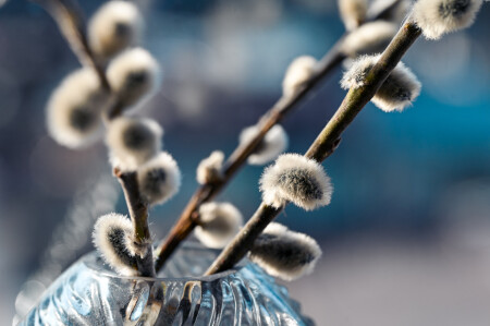 willow