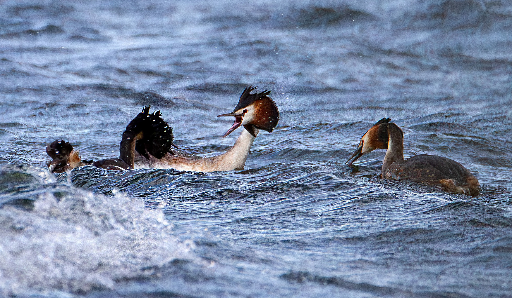 «Самка победившему» раздел «ФотоОхота». «Большие поганки (Podiceps cristatus), самка достанется сильнейшему. Национальный парк "Браславские озера". Беларусь.»
