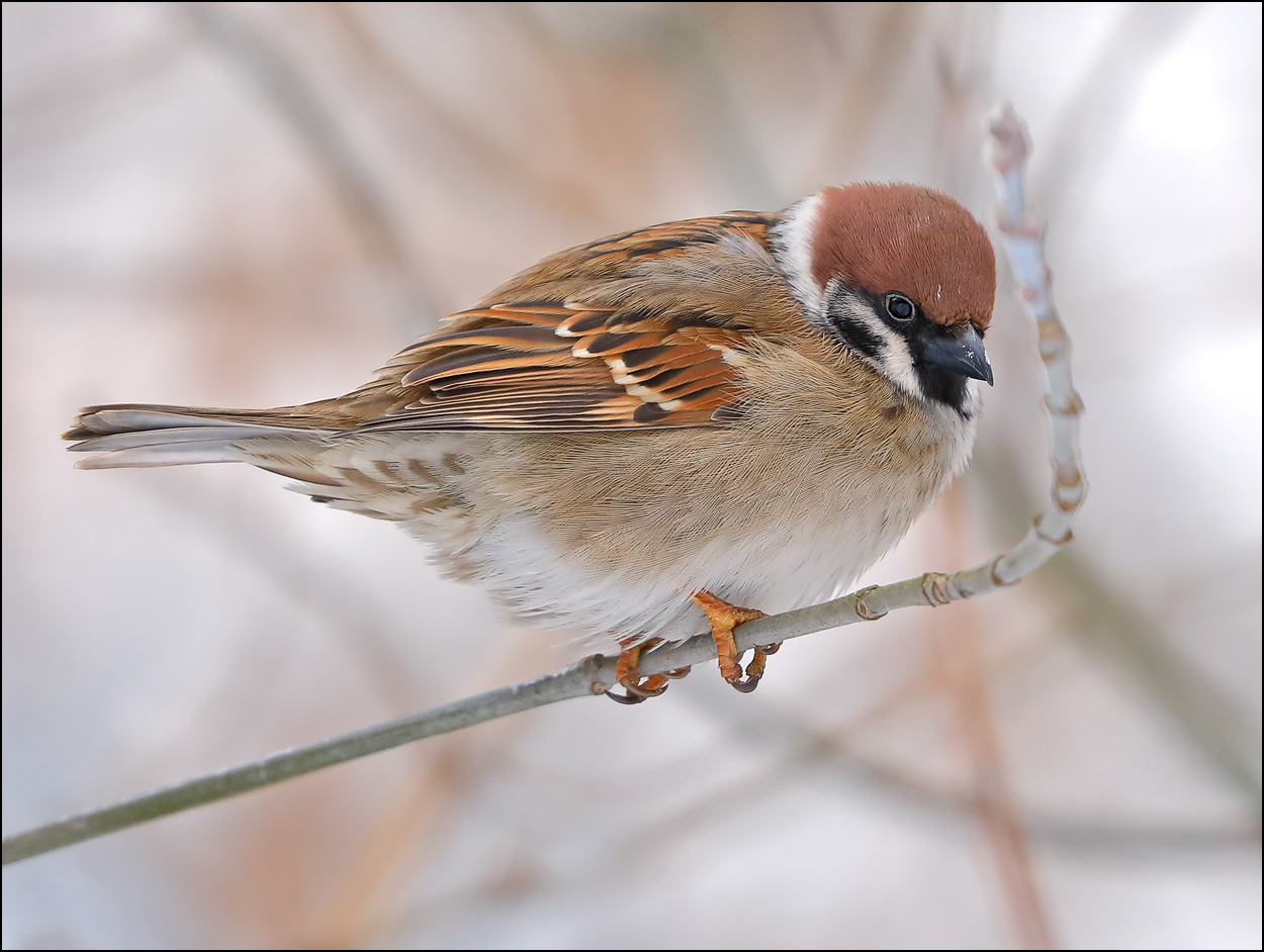 «Полевой воробей» раздел «ФотоОхота». «Полевой воробей (лат. Passer montanus) — широко распространённая птица семейства воробьиных, близкий родственник обитателя городов домового воробья. В отличие от последнего, в меньшей степени зависим от человека. В дикой природе распространён в светлых лесах, кустарниковых зарослях и степи. Несколько мельче домового воробья, отличается от него в первую очередь коричневой шапочкой на голове, отчётливыми чёрными пятнами на белых щеках, значительно меньшим по размеру чёрным «нагрудником» на горле и воротничком белых перьев по бокам шеи.»