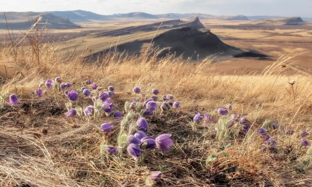 Цветочная полянка