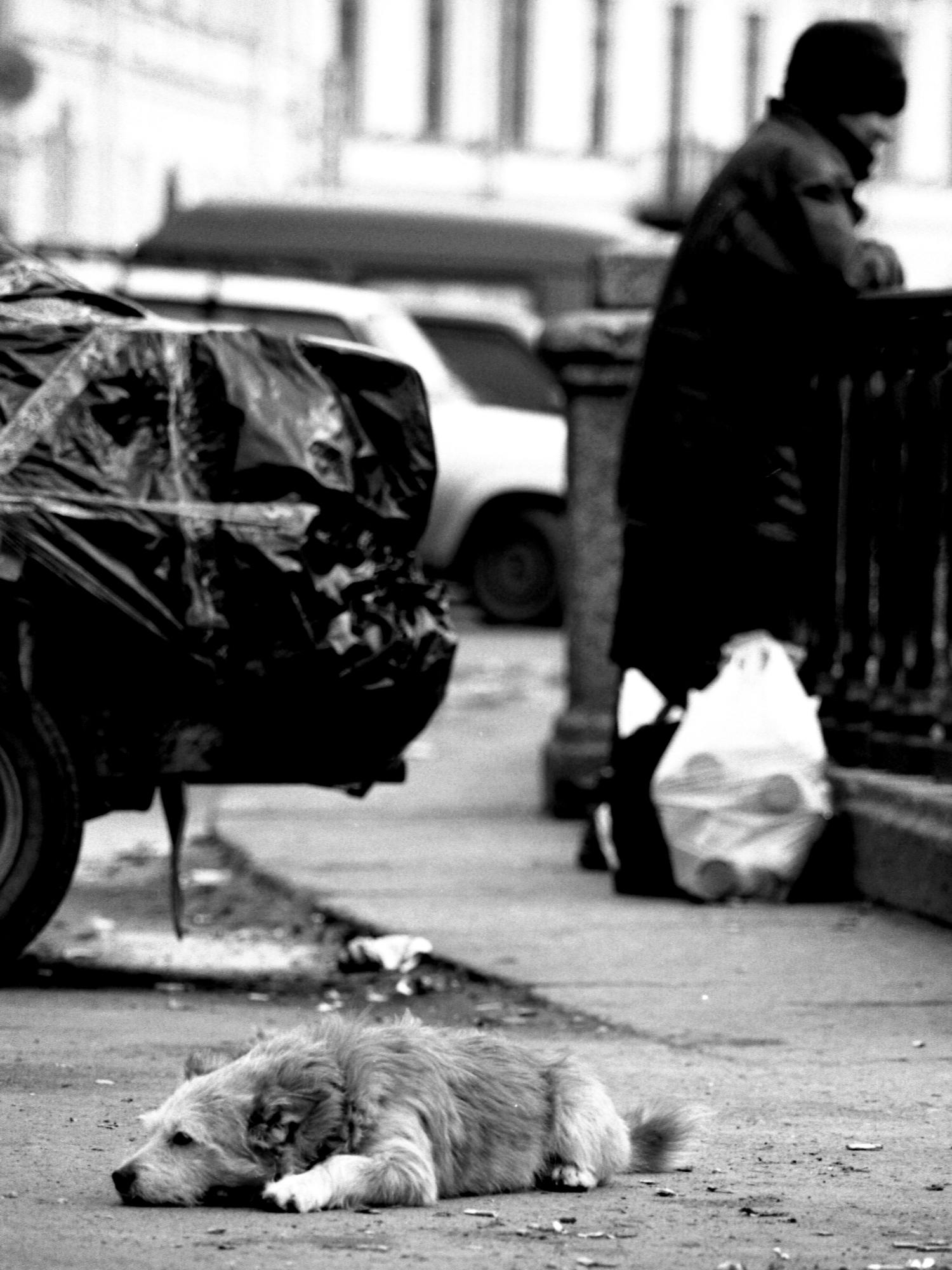 «Бездомные. Санкт-Петербург 2004 г.» раздел «Животные». «»