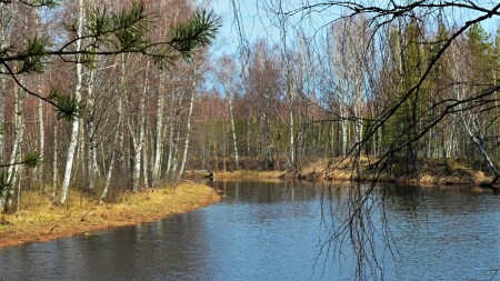 Весенний лес. Река Шоткуса Ленобласть май 2022 г.