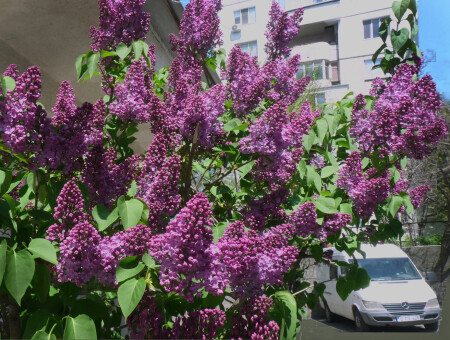 Торжество сирени 