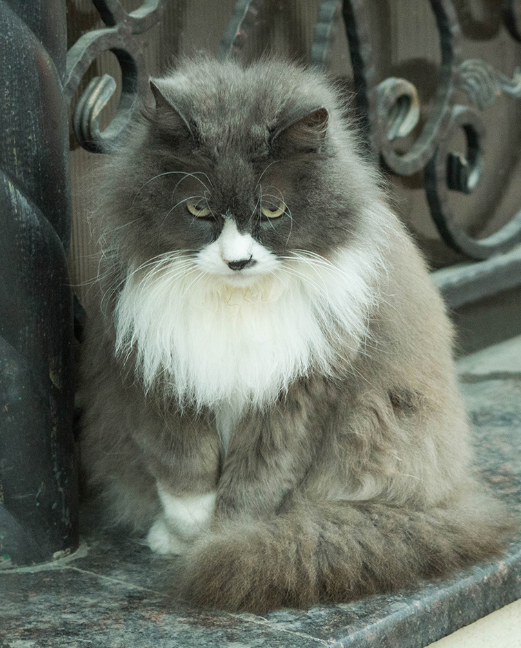 «Хмурый» раздел «Домашние животные». «»