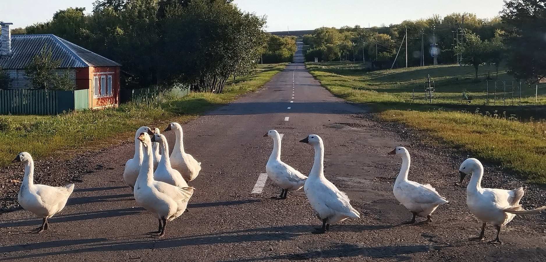 «".....Abbey Road...." по русски» раздел «Домашние животные». «»