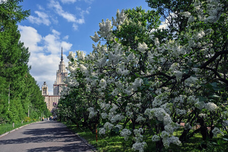МГУ.Сирень