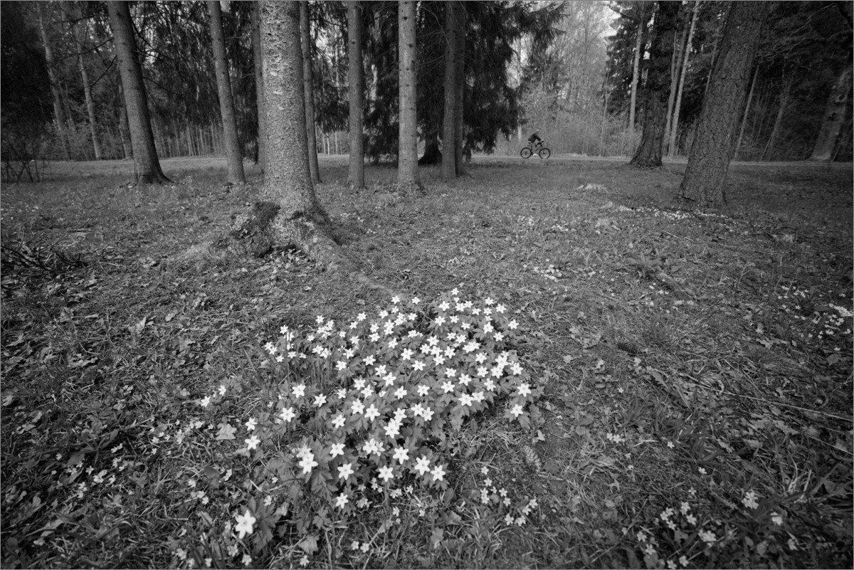 «***» раздел «Природный пейзаж». «Canon EOS 1 + Samyang 14mm/2.8 + Rollei Retro 80S. СПб, 2026г.»