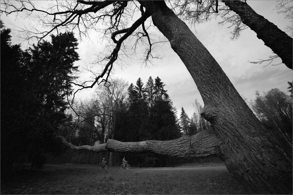 «***» раздел «Природный пейзаж». «Canon EOS 1 + Samyang 14mm/2.8 + Rollei Retro 80S. СПб, 2026г.»