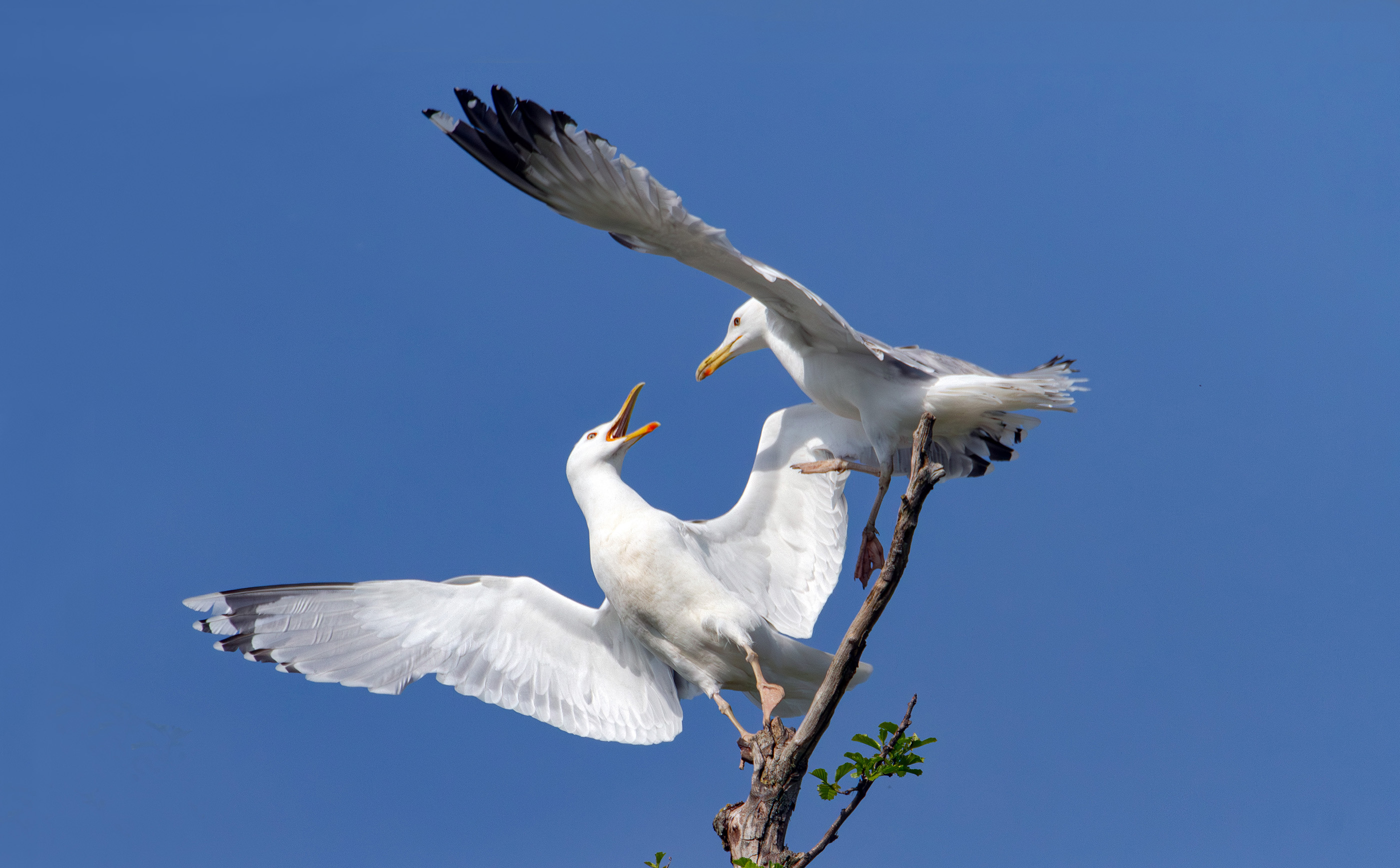 «Царь горы» раздел «ФотоОхота». «Серебристая чайка (Larus argentatus). Национальный парк "Браславские озера". Беларусь.»